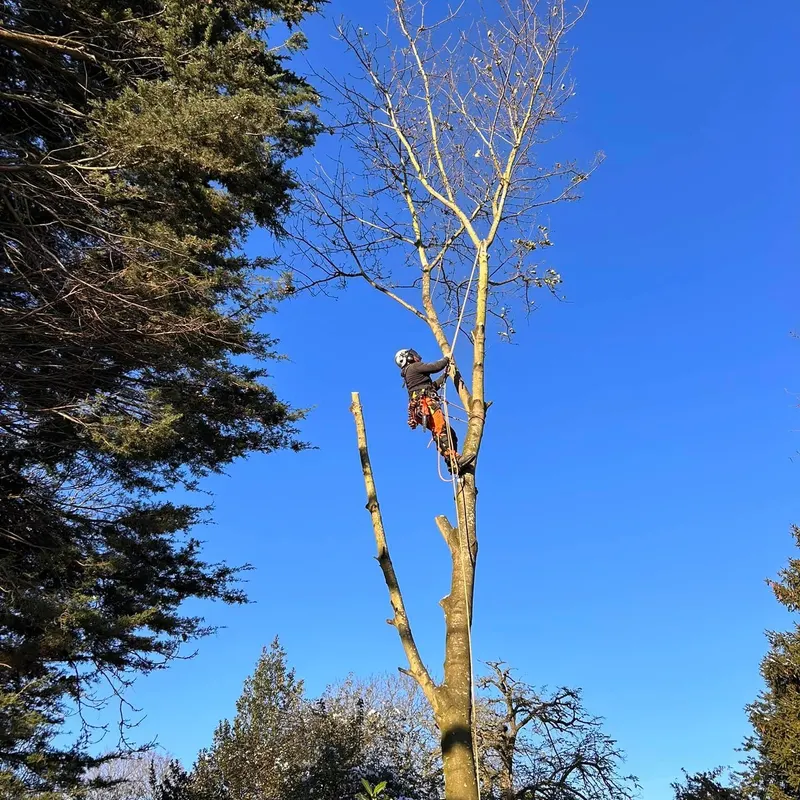 TB Tree Care work