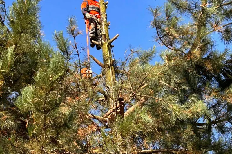 TB Tree Care climber roped into a conifer during a crown reduction
