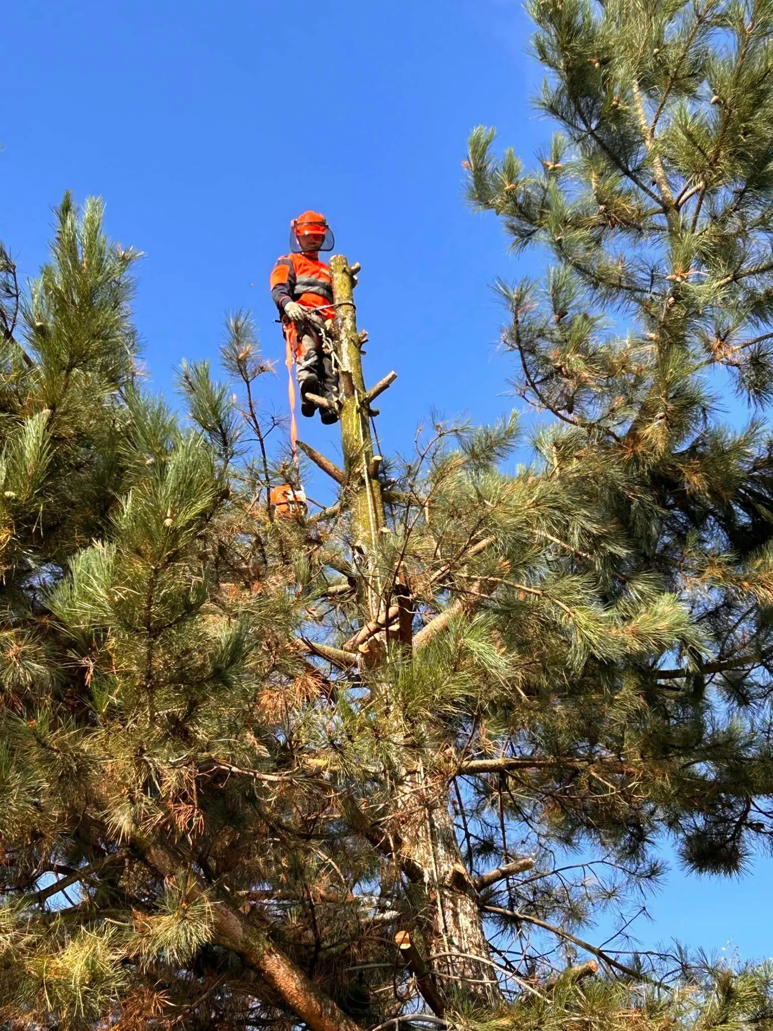 Commercial Tree Services in Southwell