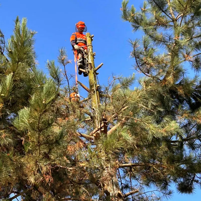 TB Tree Care work