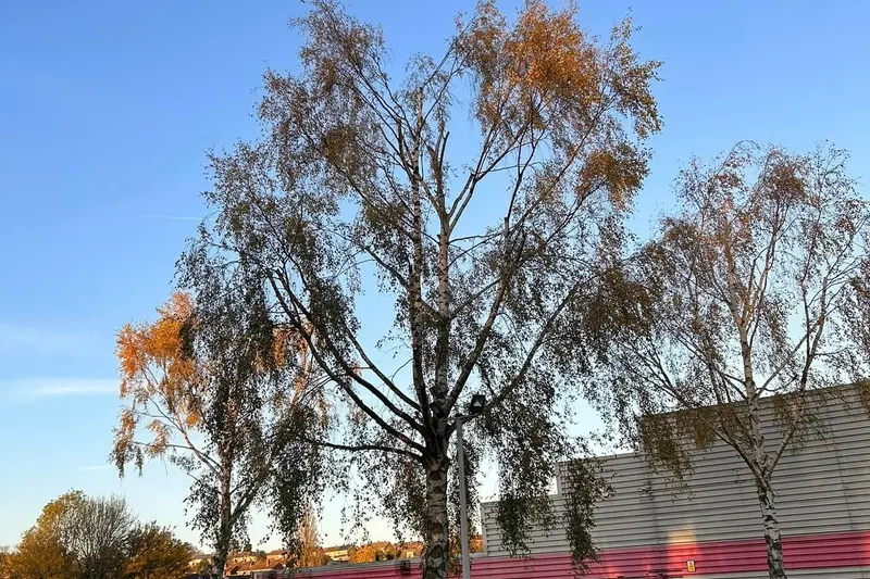 Site & Land Clearance