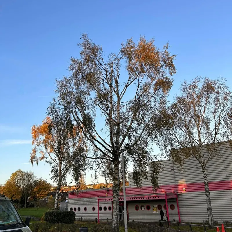 TB Tree Care work