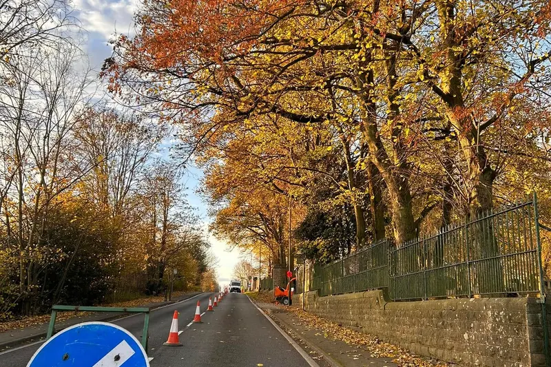 Emergency tree removal services