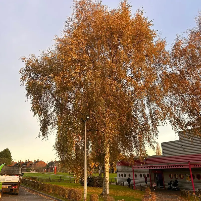 TB Tree Care work