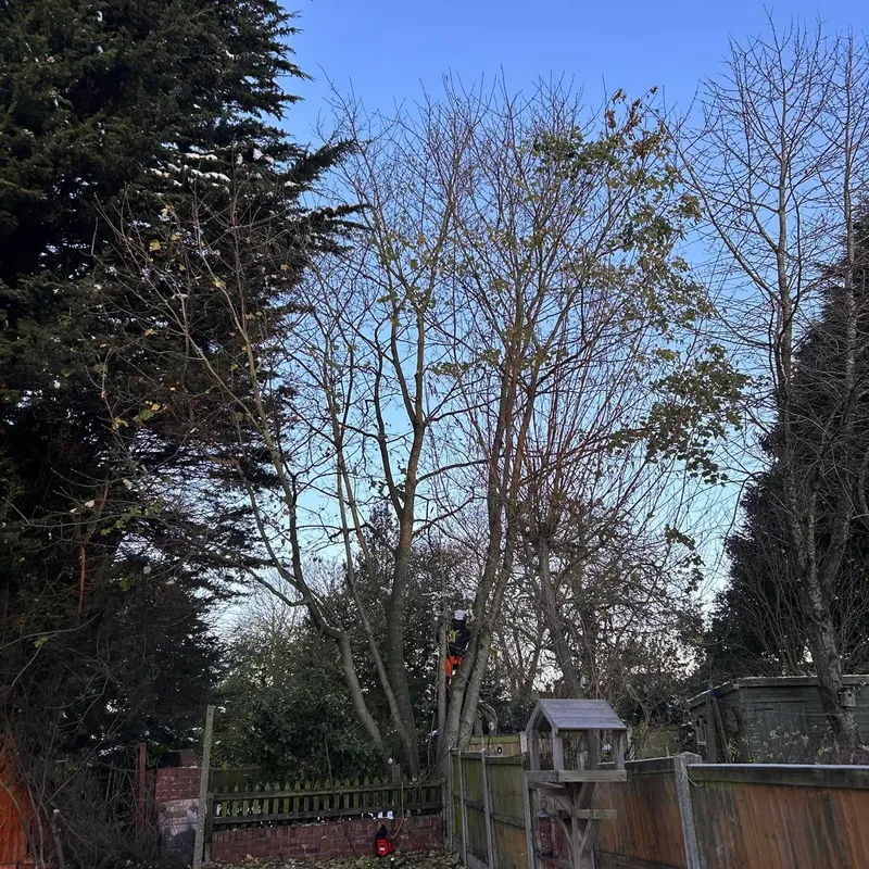 TB Tree Care work
