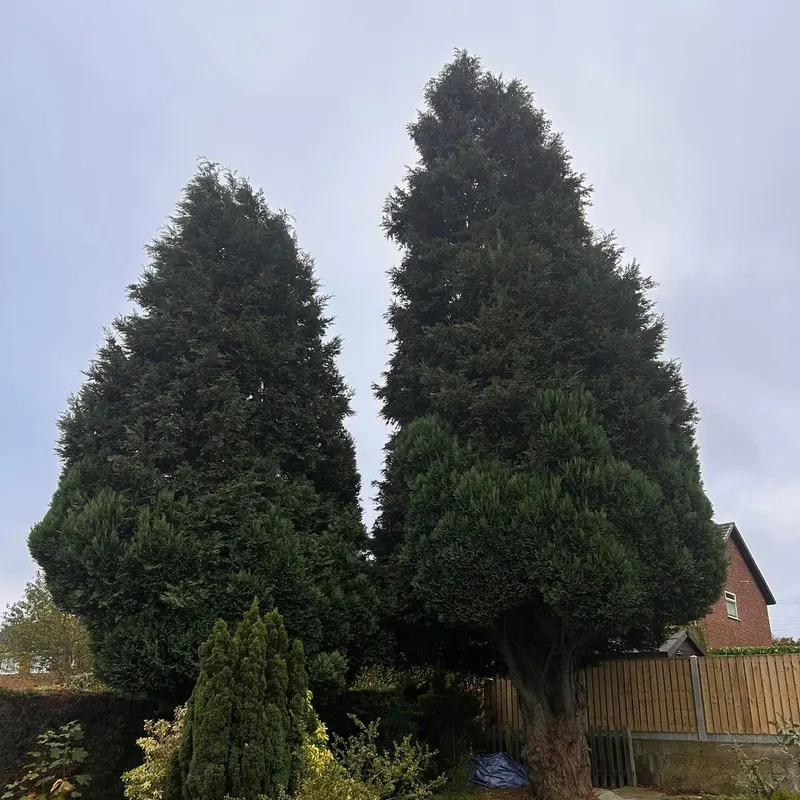 TB Tree Care work