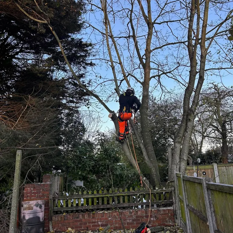 TB Tree Care work