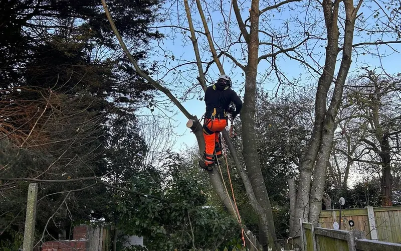 NPTC-qualified climber working on ropes to dismantle a tree section by section
