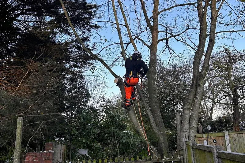 Tree surgeon dismantling a tall tree section by section