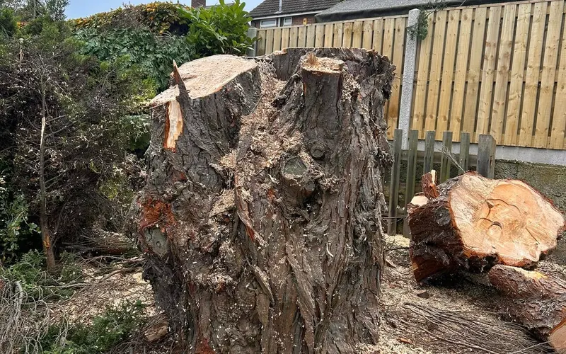 Stump and cut trunk sections left where a tree was felled in one piece