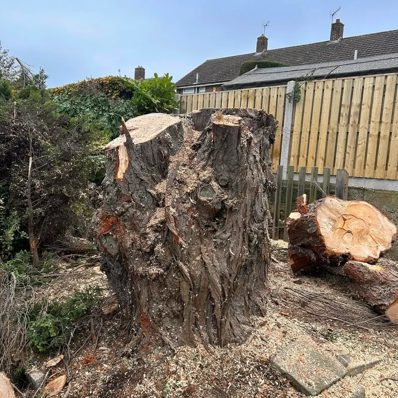 TB Tree Care work