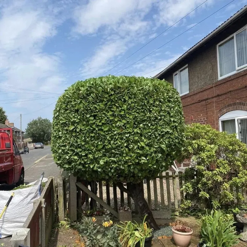 TB Tree Care work