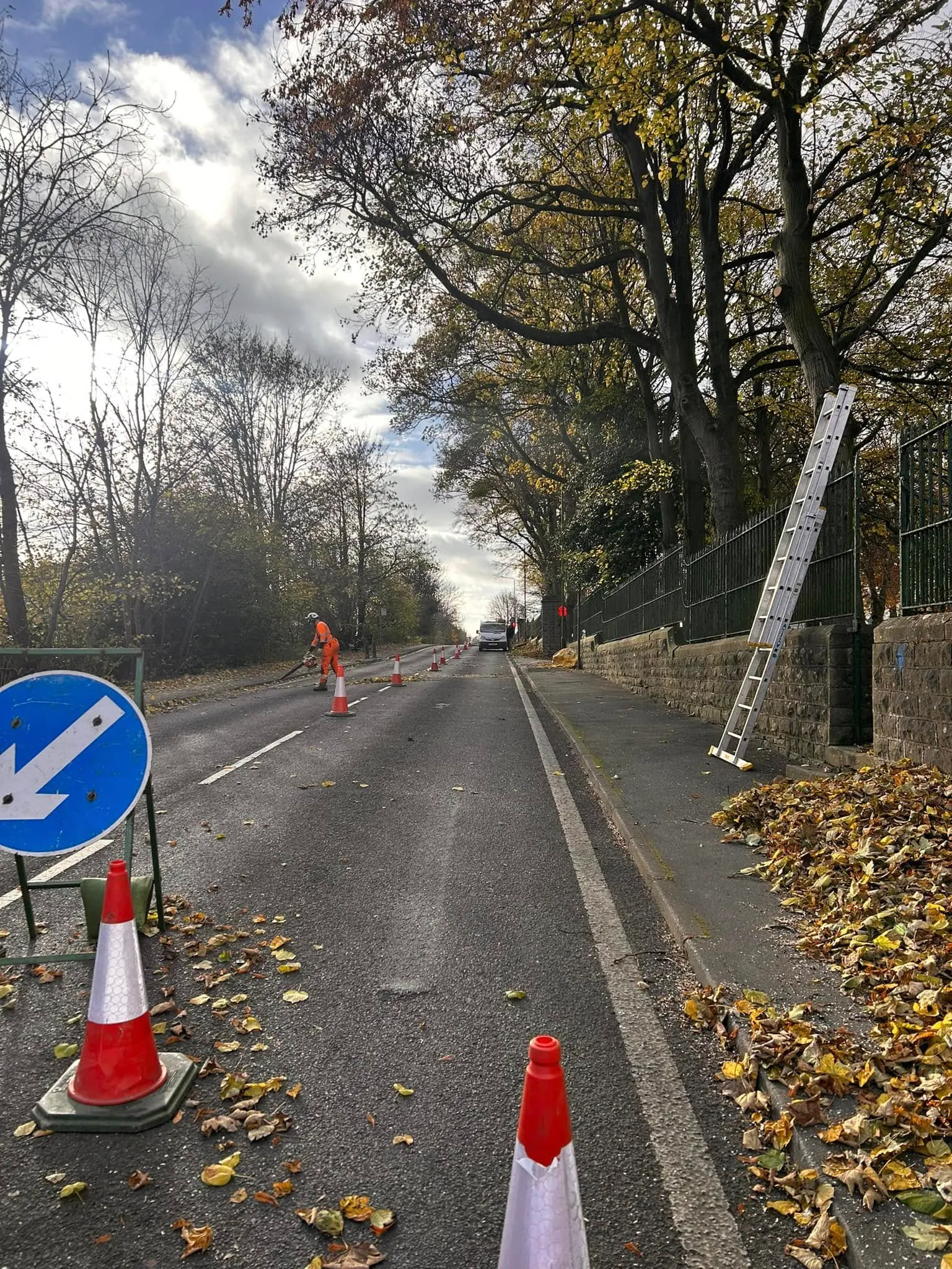 Ash Dieback Removals Across the District