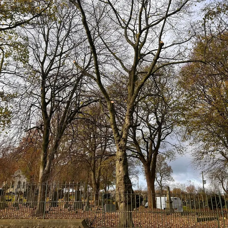 TB Tree Care work