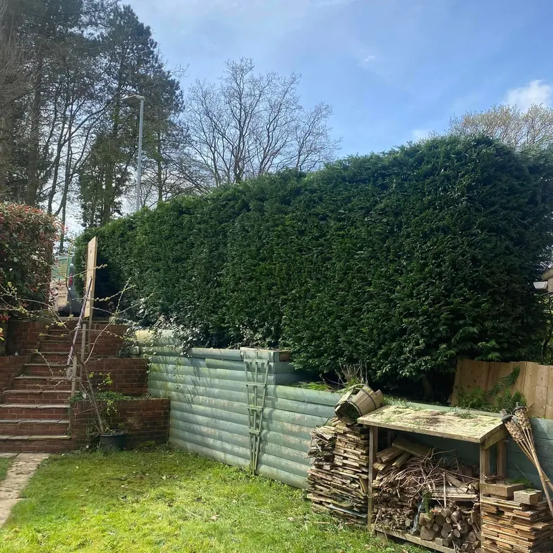 TB Tree Care work
