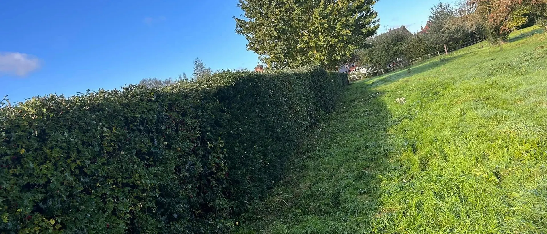 TB Tree Care arborists carrying out a tree inspection in Nottinghamshire