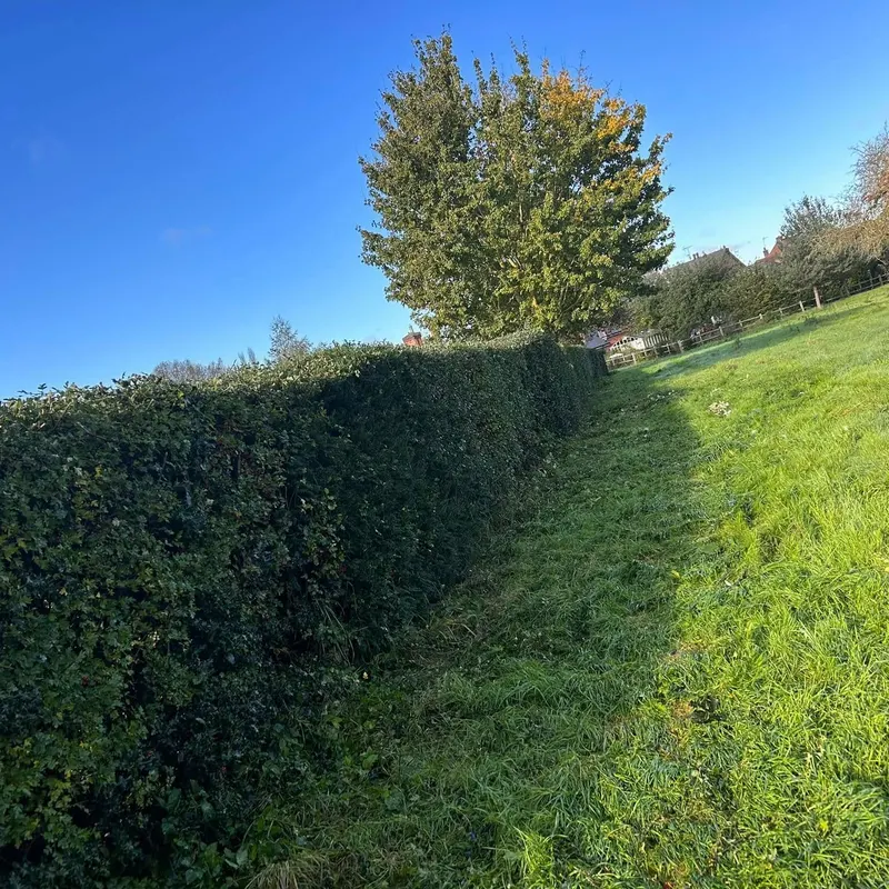 TB Tree Care work