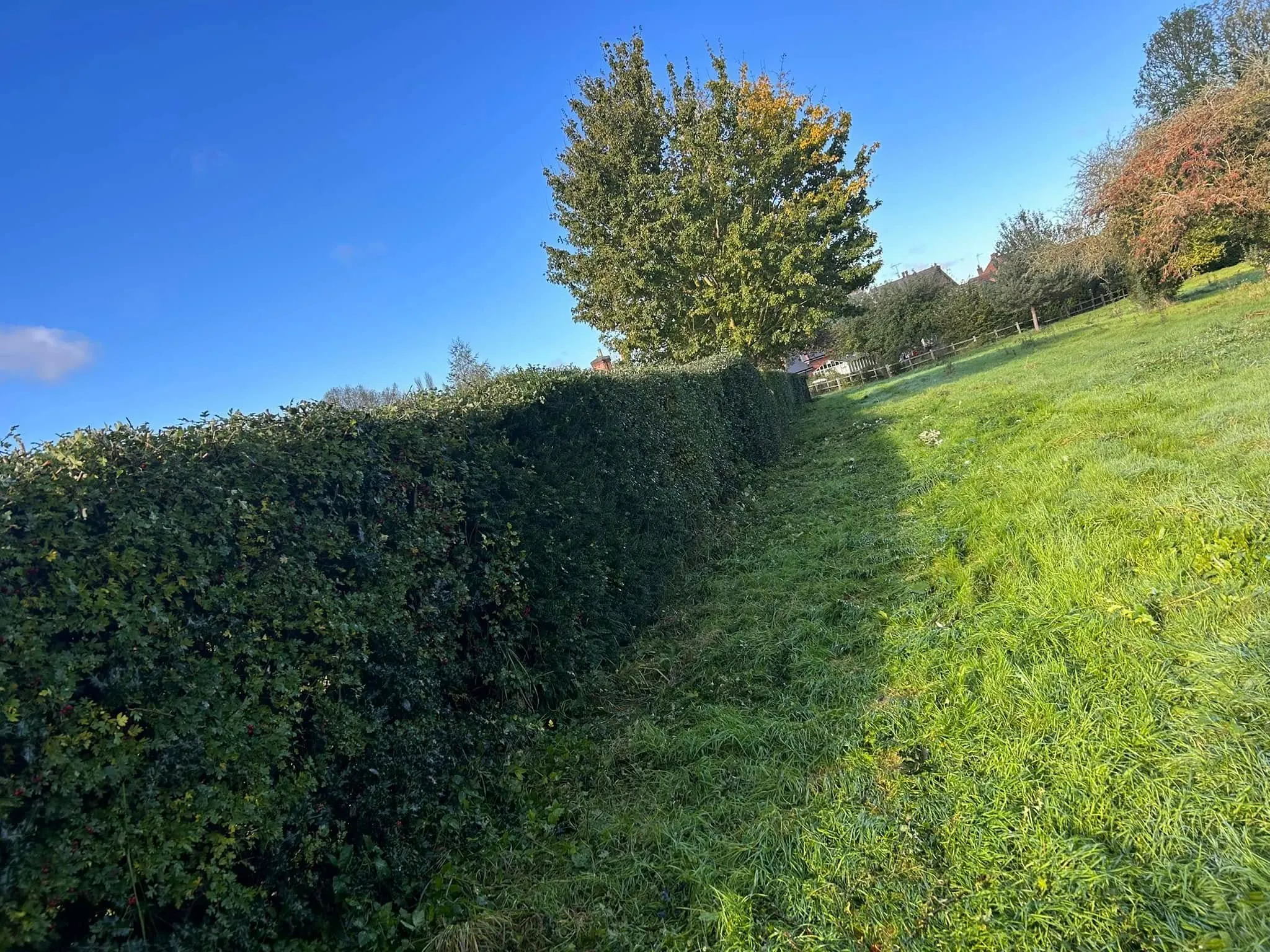 Qualified tree surgeon assessing a horse chestnut in Nottinghamshire