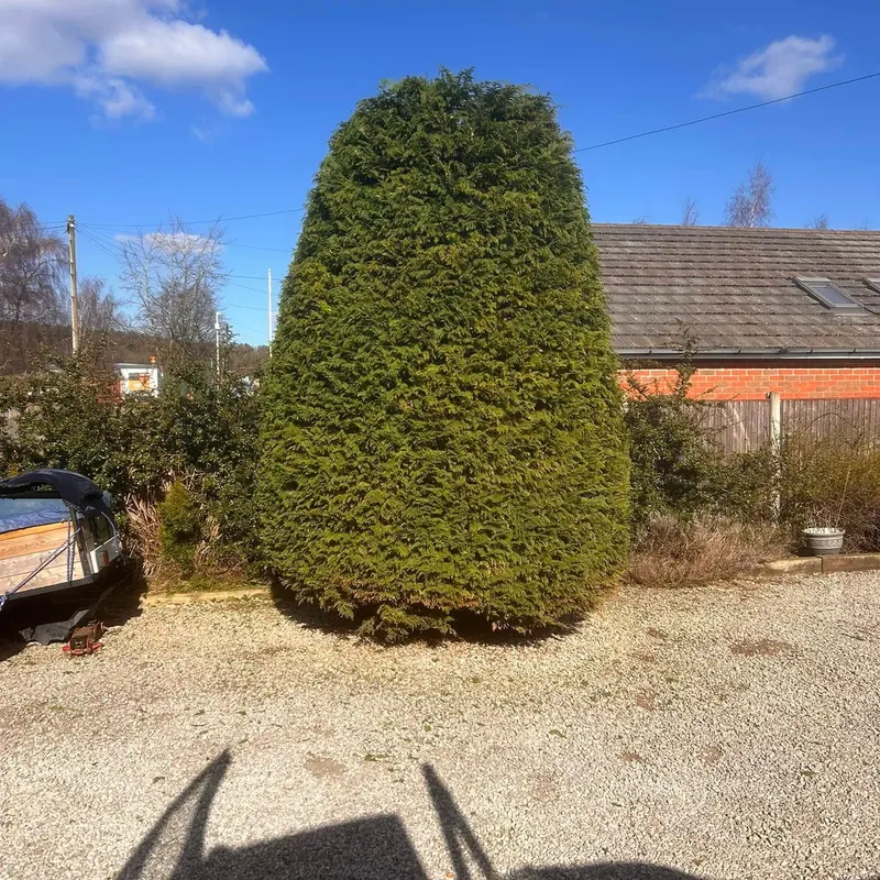 TB Tree Care work