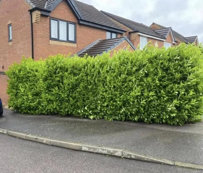TB Tree Care work