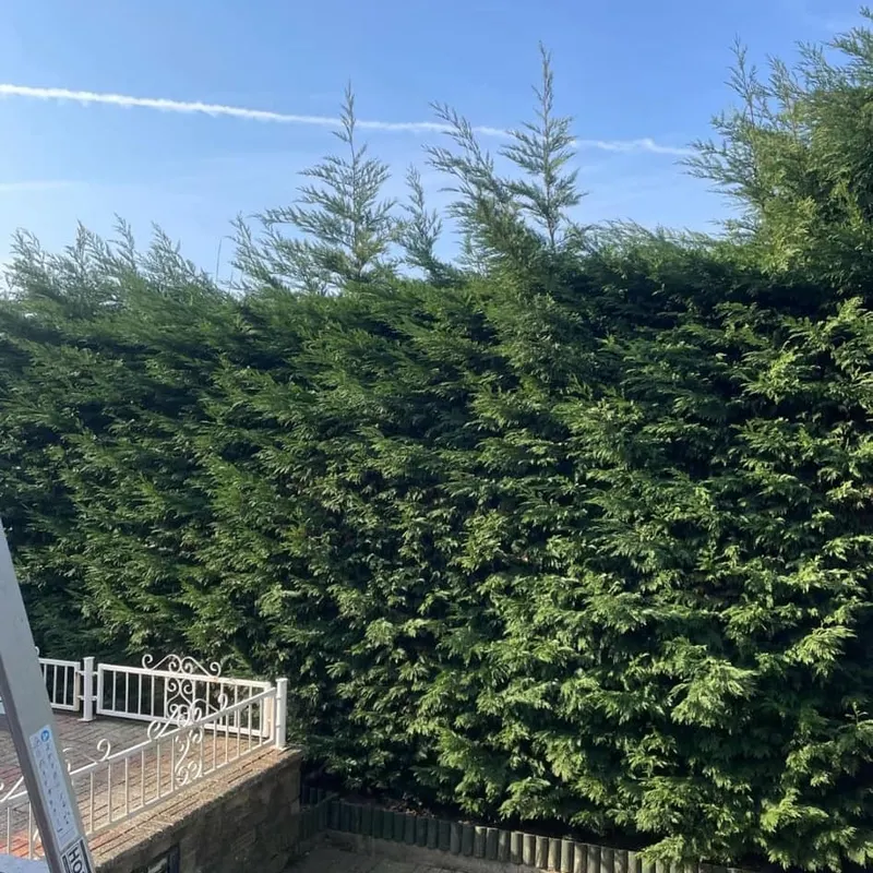 TB Tree Care work