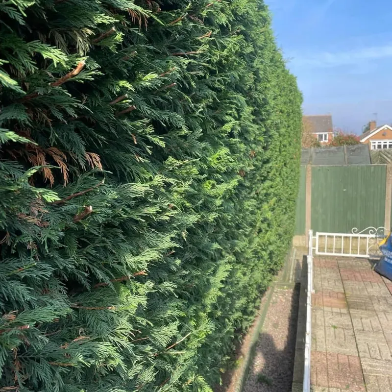 TB Tree Care work