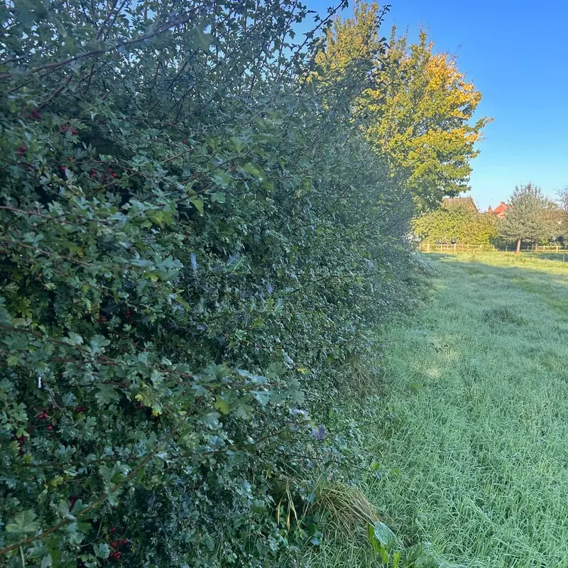 TB Tree Care work