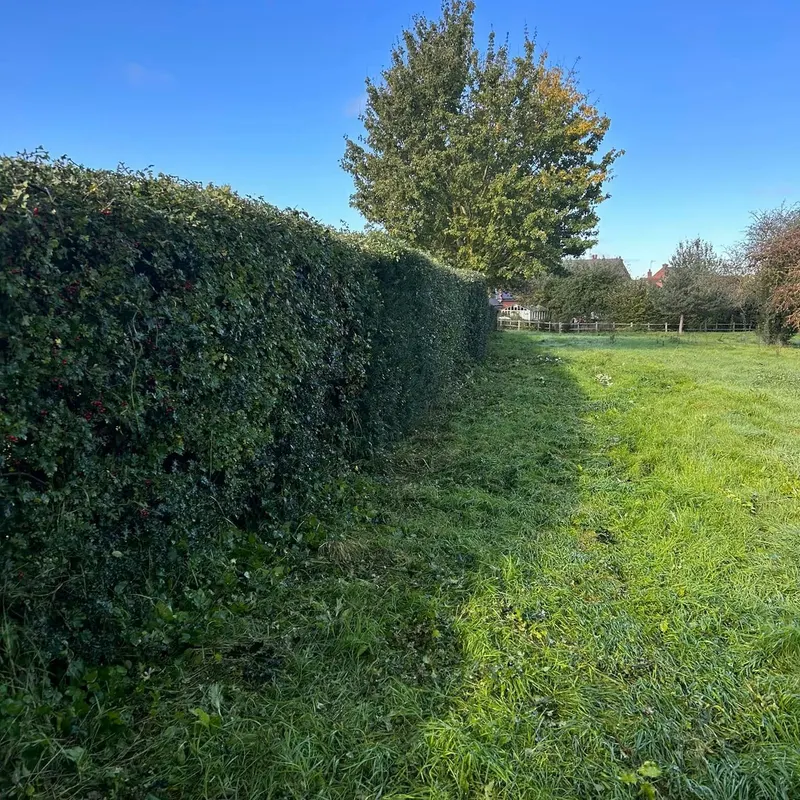 TB Tree Care work