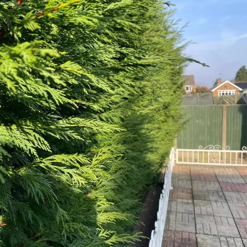 TB Tree Care work
