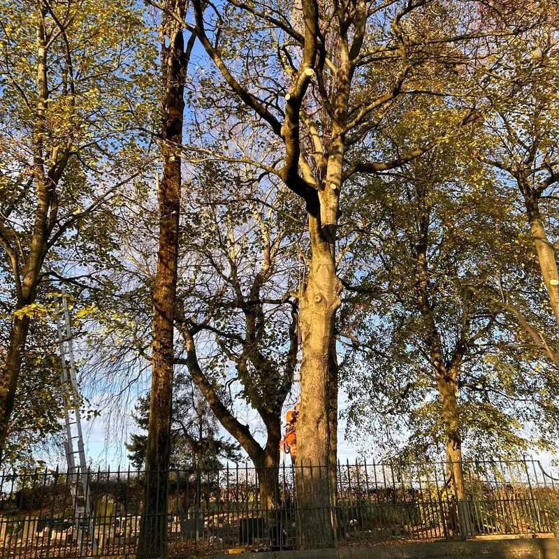 TB Tree Care work