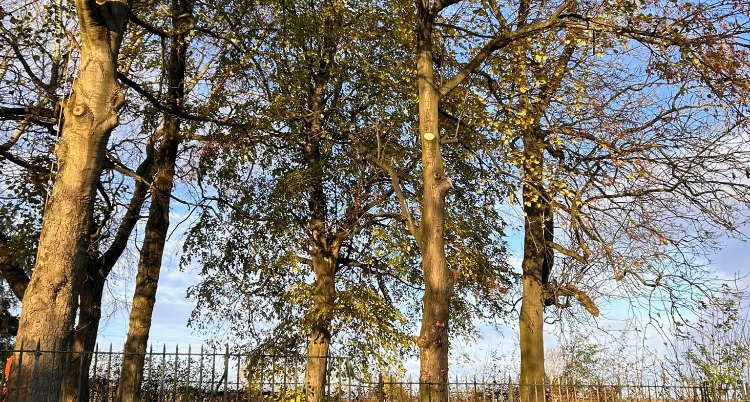 Mature broadleaf trees in autumn colour on the edge of Sherwood Forest near Warsop