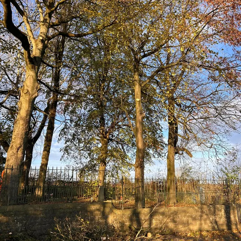 TB Tree Care work
