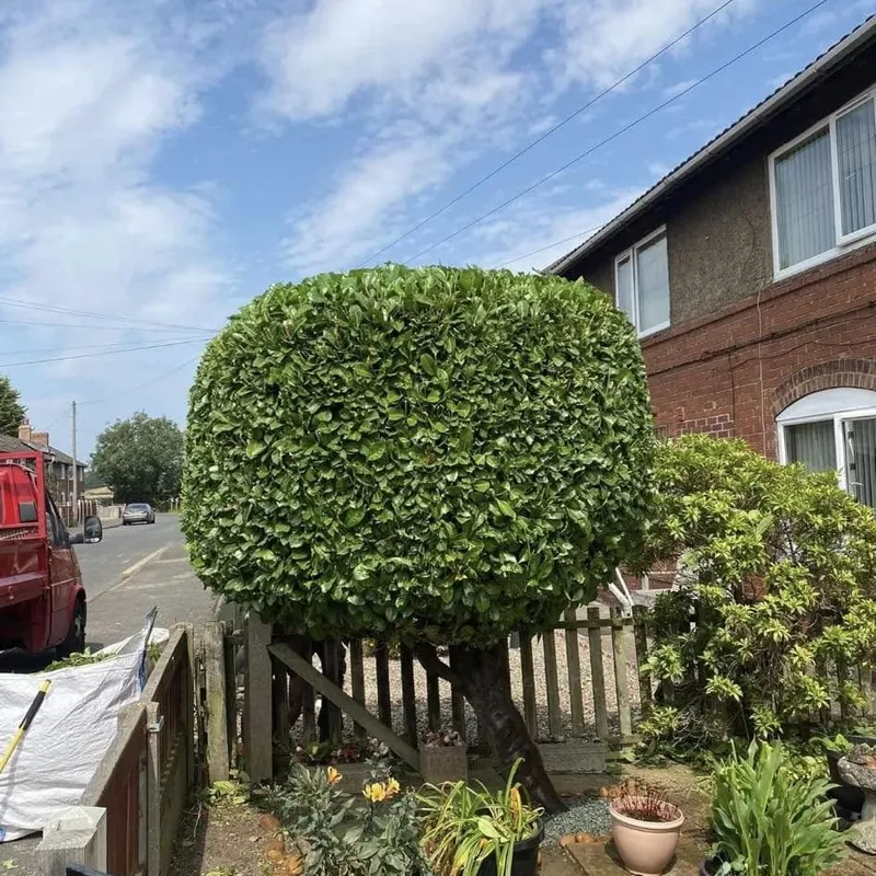 TB Tree Care work