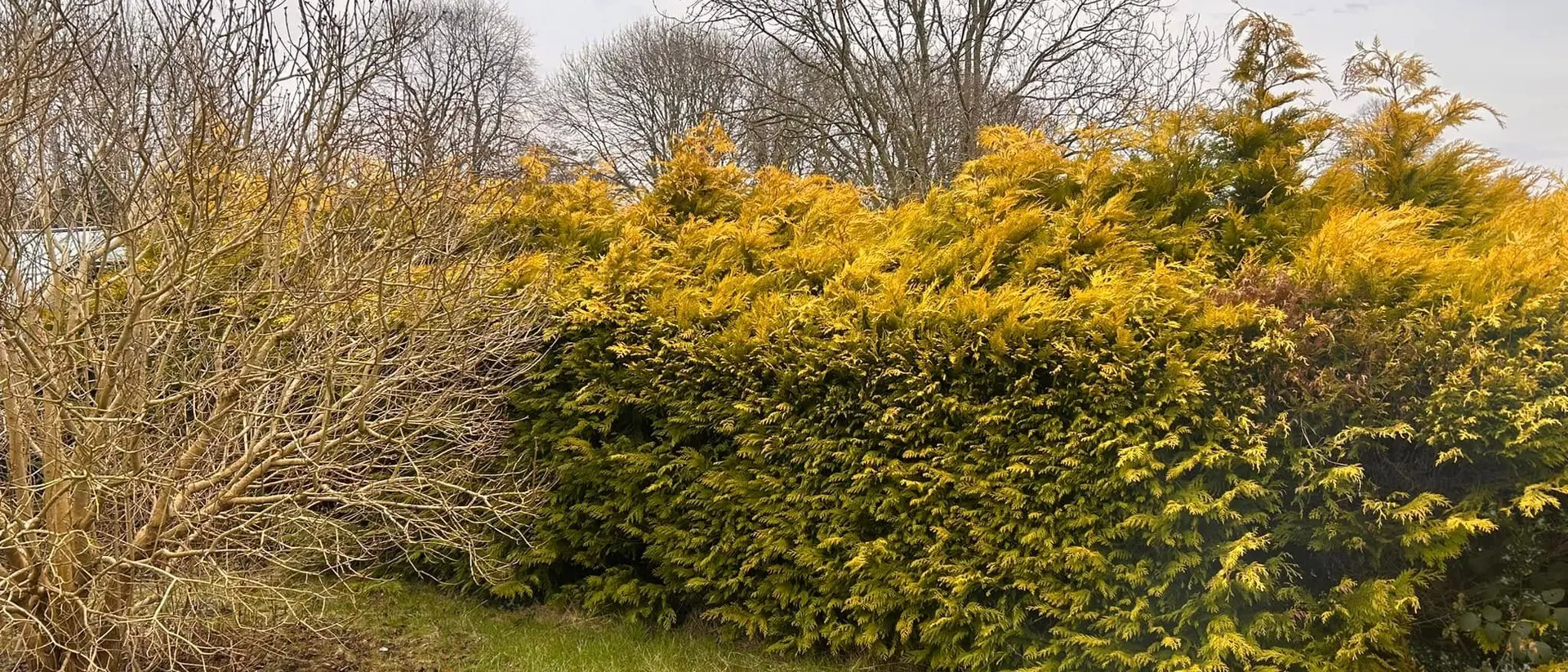 TB Tree Care responding to storm damage in Nottinghamshire and Derbyshire