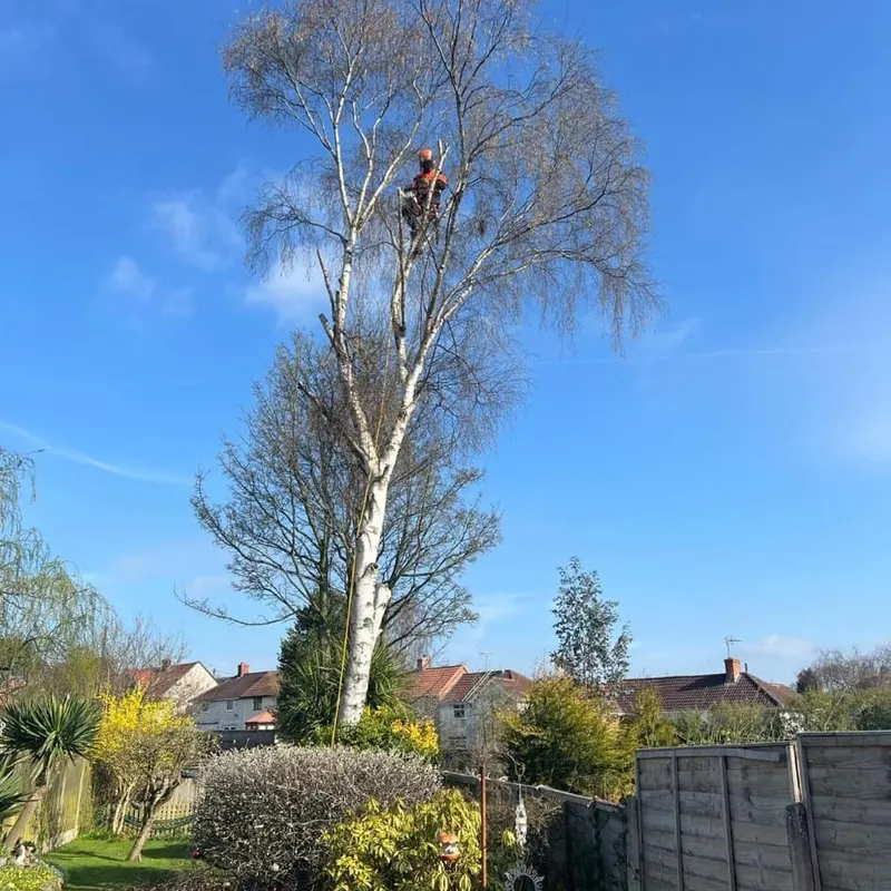 TB Tree Care work
