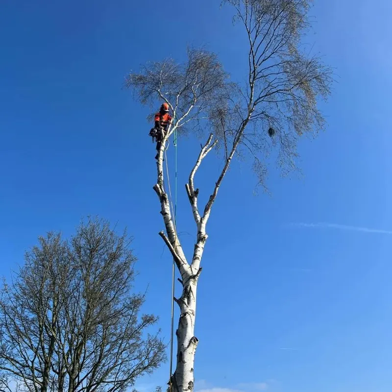 TB Tree Care work