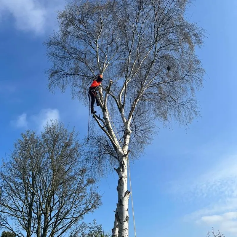 TB Tree Care work