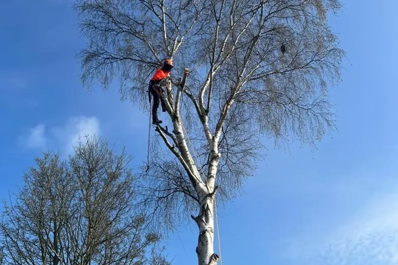 Tree Preservation Orders
