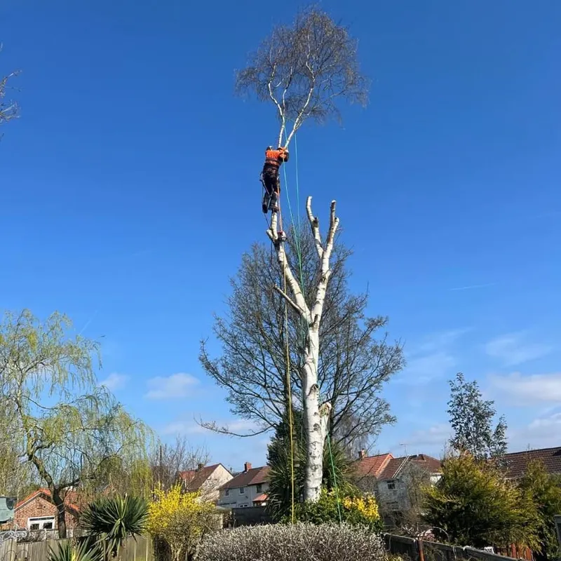 TB Tree Care work