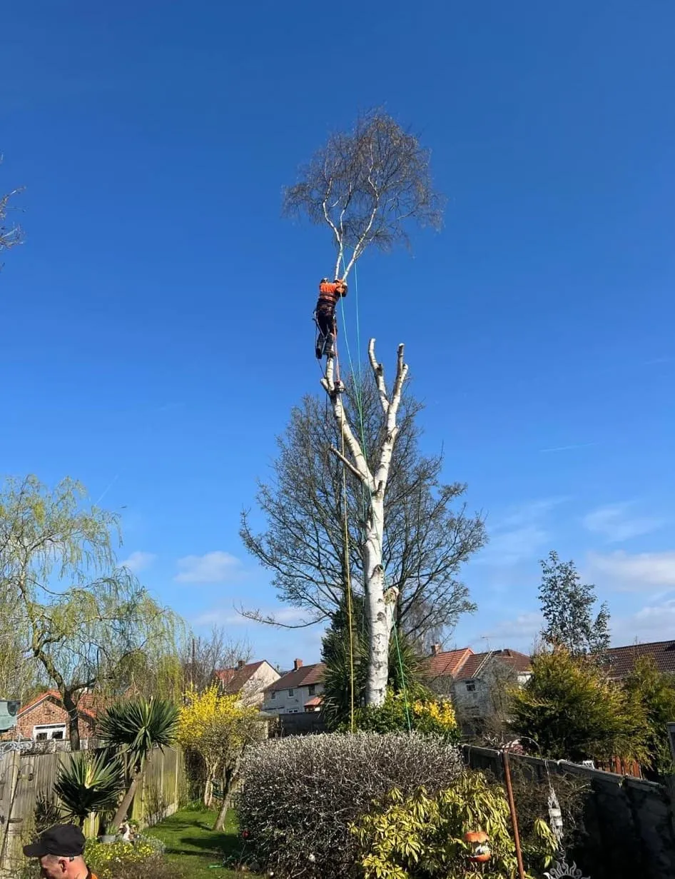 Tree surgery team assessing a mature tree in Nottinghamshire East Midlands