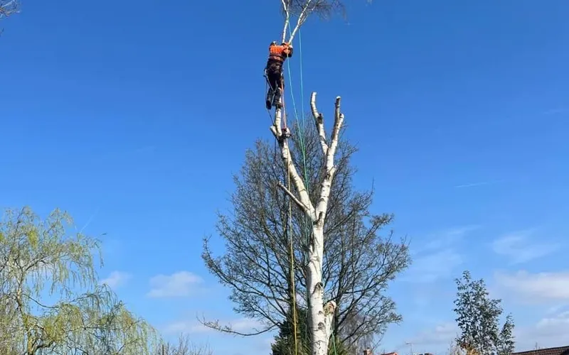 Climber roped into the top of a birch, dismantling it in sections