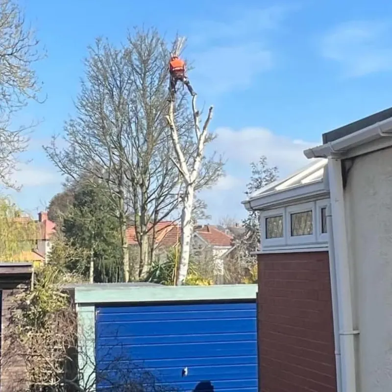 TB Tree Care work