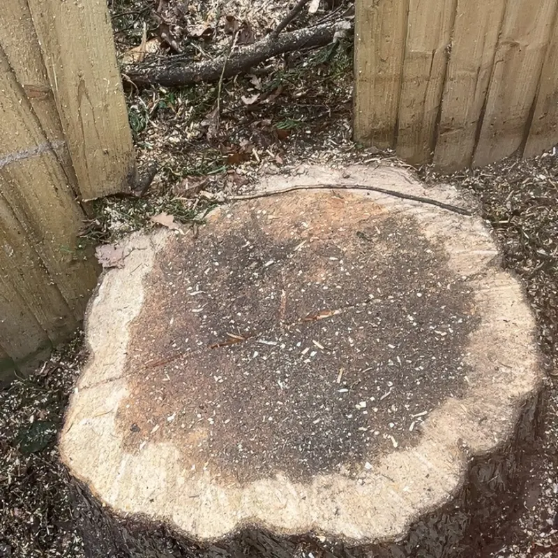 TB Tree Care work