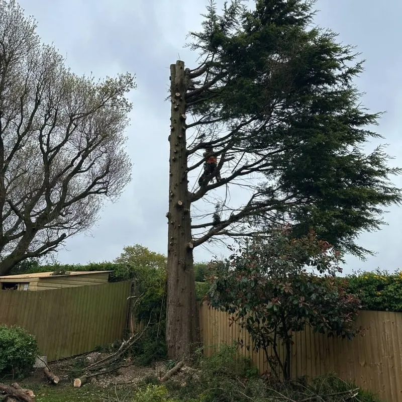 TB Tree Care work