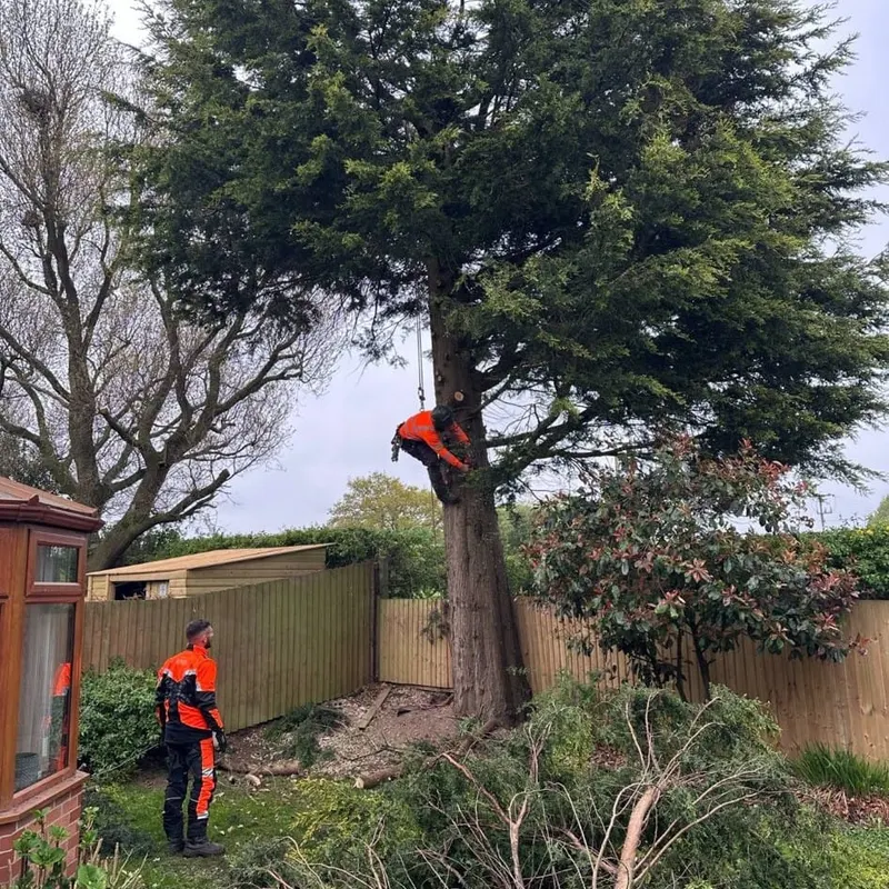 TB Tree Care work
