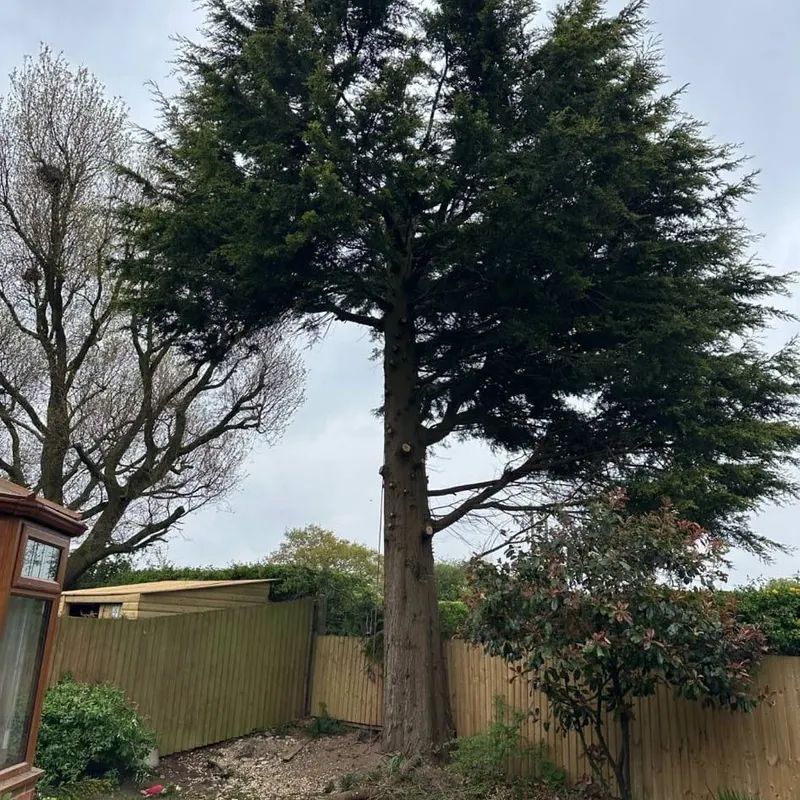 TB Tree Care work