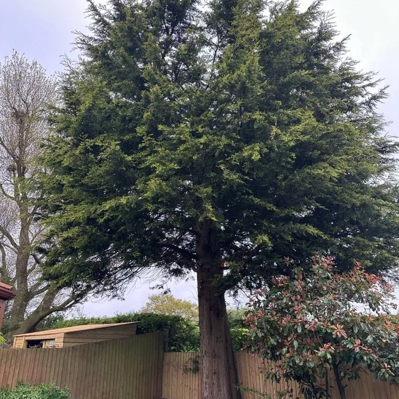 TB Tree Care work