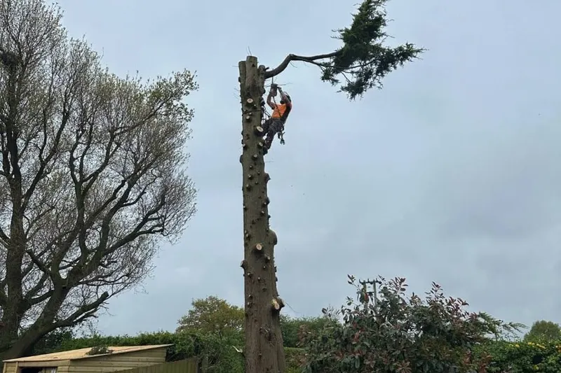 Tree Trimming & Pruning