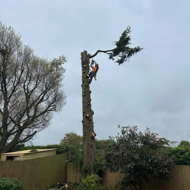 TB Tree Care work