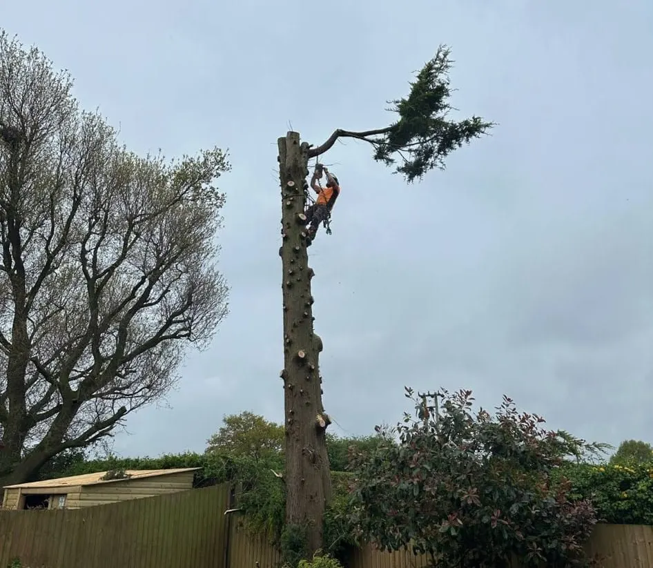 Storm-damaged tree being sectionally dismantled in Amber Valley